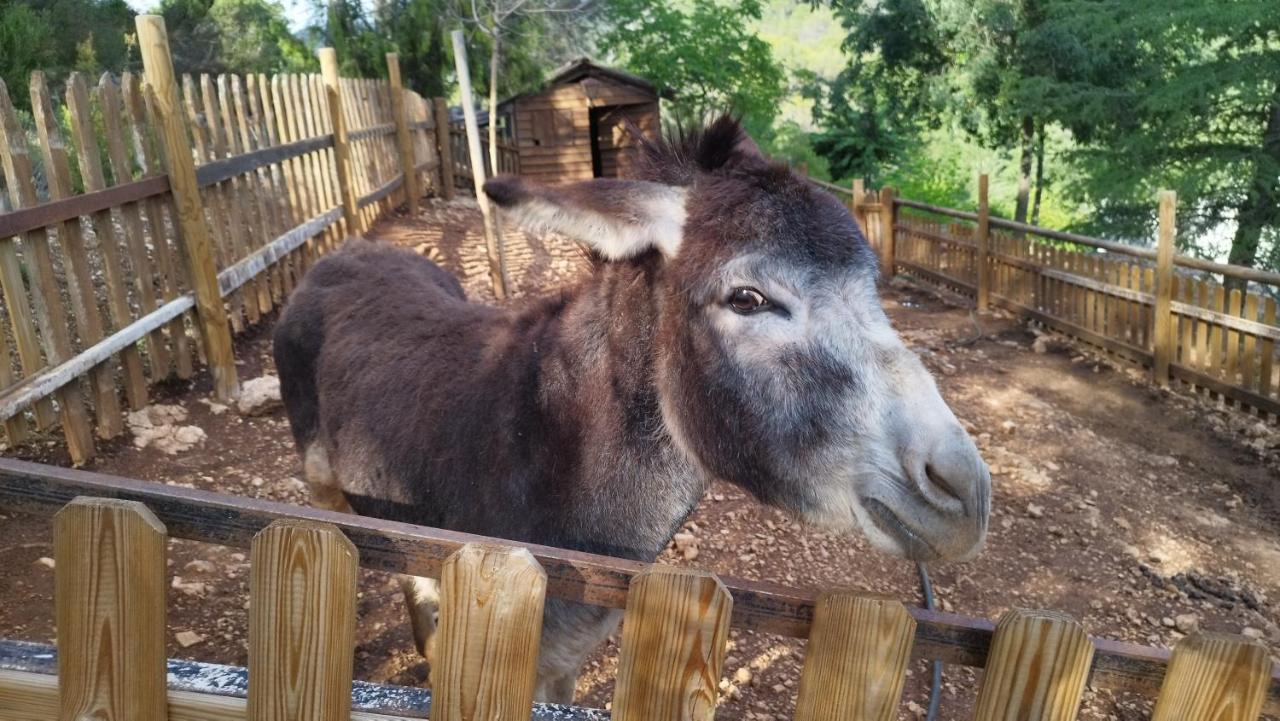 Alojamiento Rural Las Maravillas Cañada Catena المظهر الخارجي الصورة
